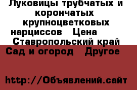 Луковицы трубчатых и корончатых  крупноцветковых нарциссов › Цена ­ 10 - Ставропольский край Сад и огород » Другое   